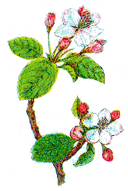 Bachblten
